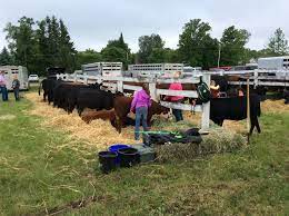 Feeding the cows at the Millbrook Spring Fair
