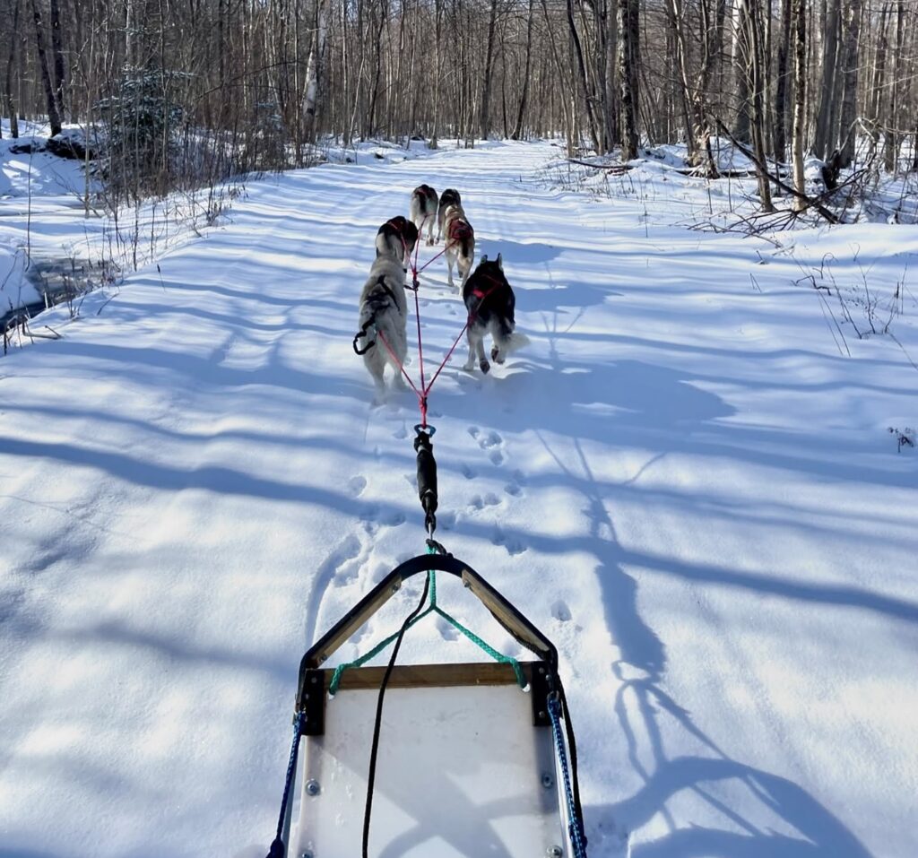 Dog Sledding Excursions