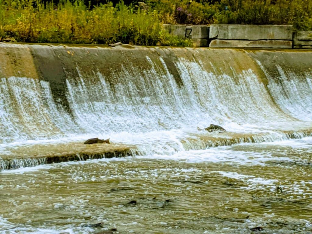 Bowmanville Creek’s Ladder - Ontario’s Waterfalls and Fishways
