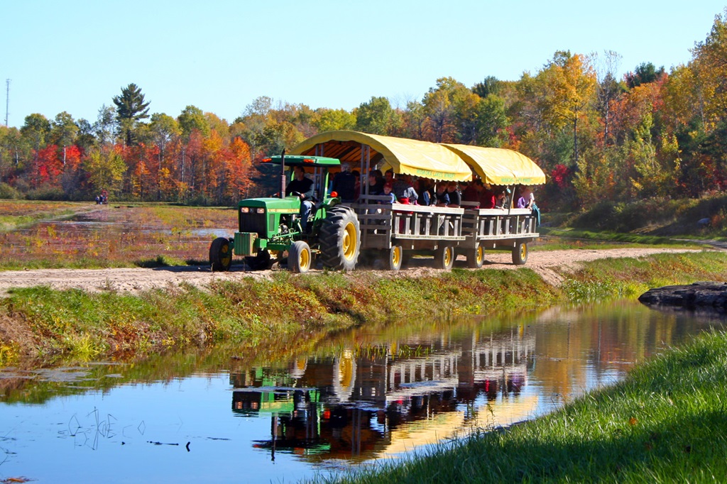 Bala Cranberry Festival