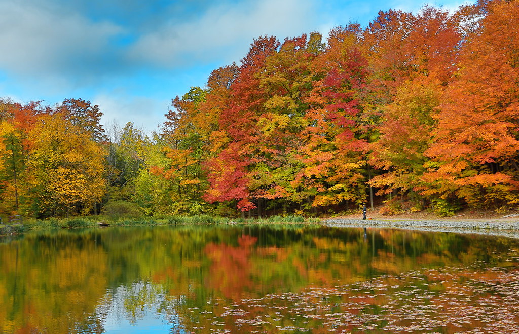 Glen Haffy Forests in Fall
