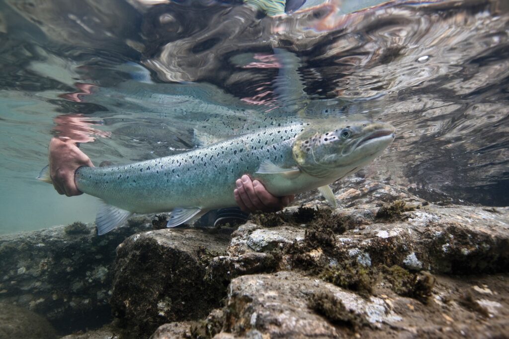 Salmon Fishing on the Humber River