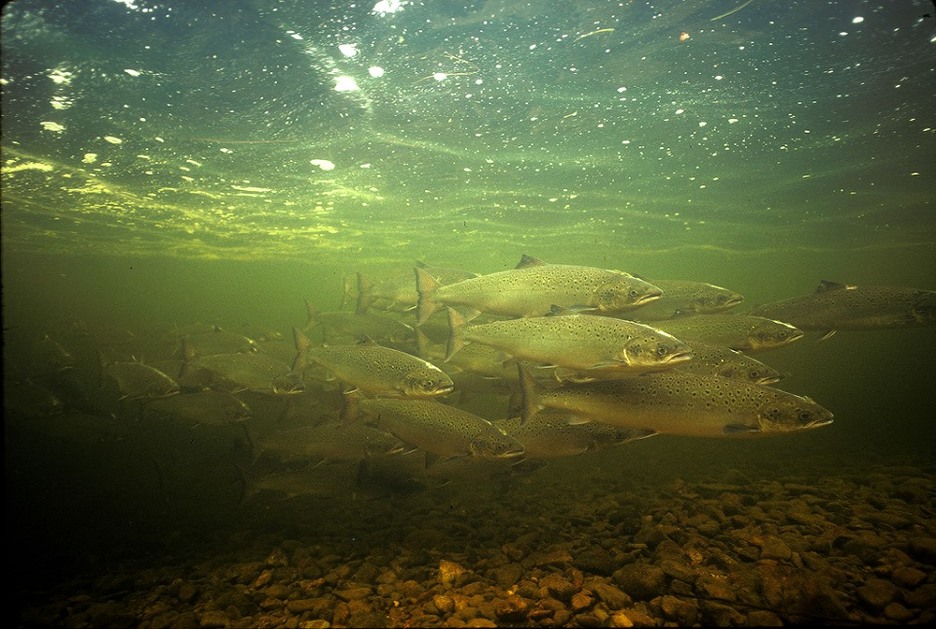 Looking at Atlantic Salmon in the St. Marys River through an Underground Viewing Window