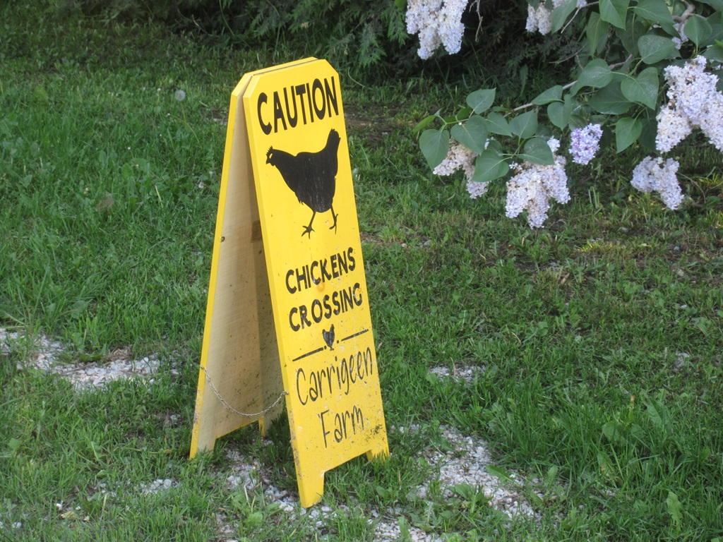 Fun Sign – Chicken Crossing?