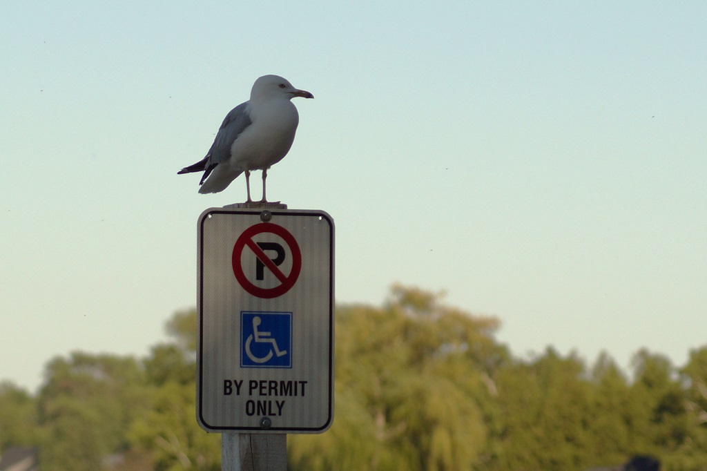 Fun Sign – Was He Charged?