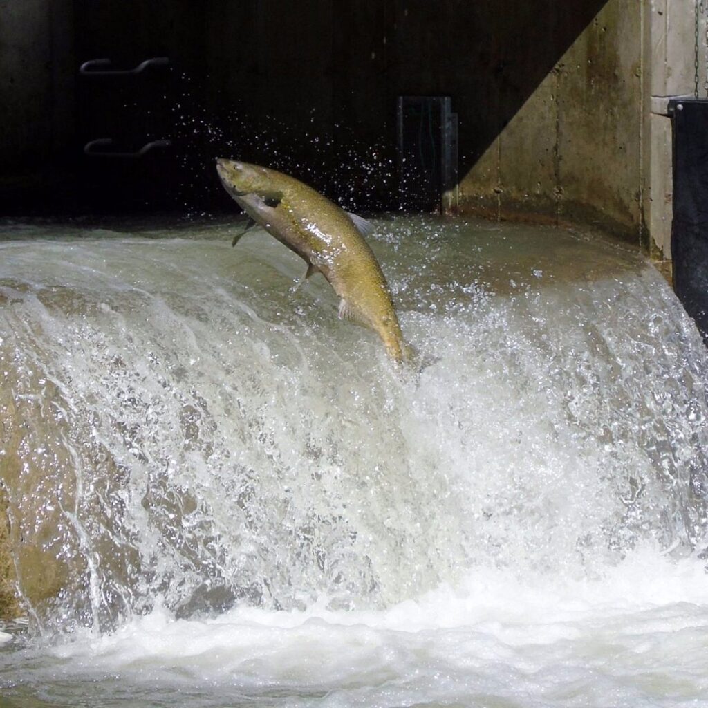 Ontario Fish Ladder - Ontario’s Waterfalls and Fishways