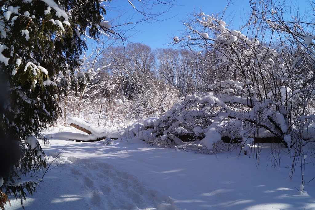 Ice Covered Rural Path (Ontario Historic Towns)