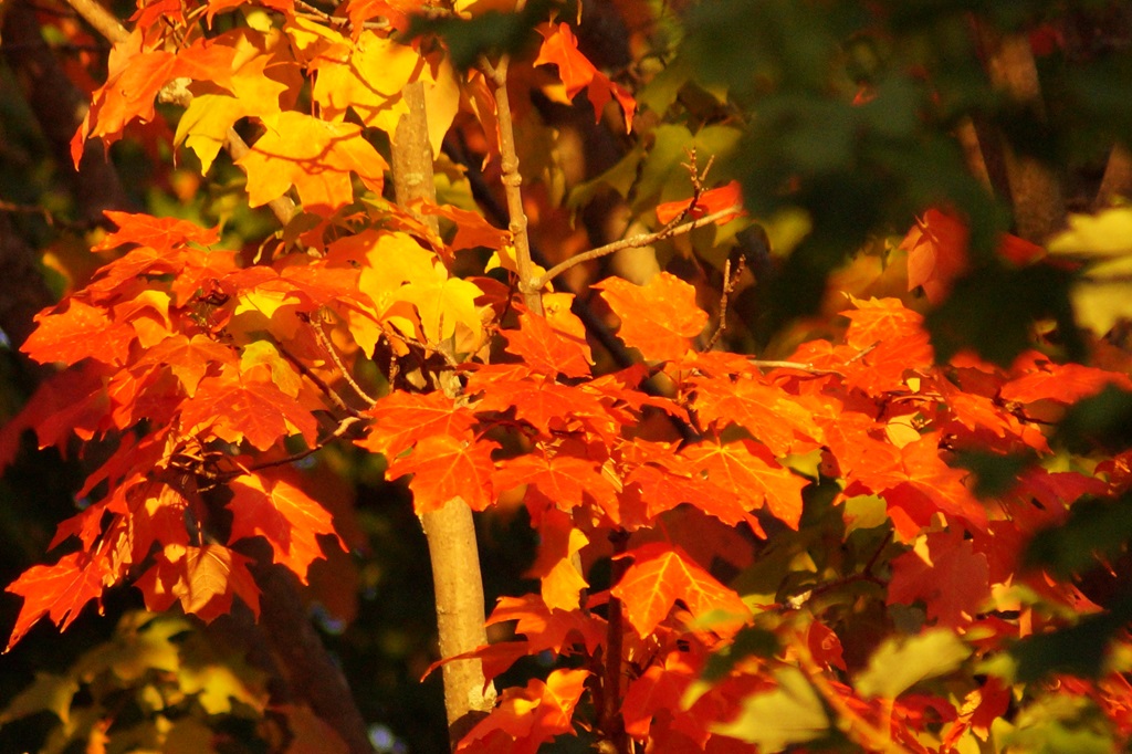 So Colourful - Autumn Routes 