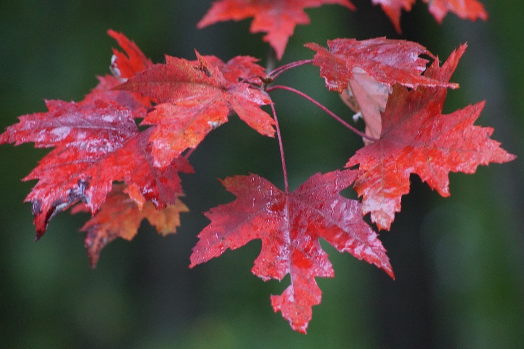 Fall Leaves