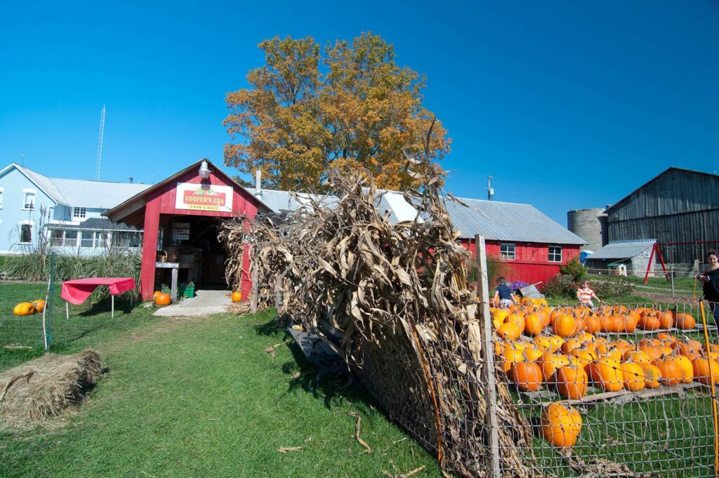 YDH Fall Pumpkins