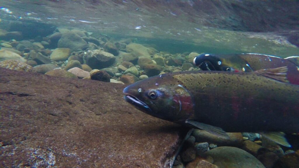 Watching Salmon in the Credit River