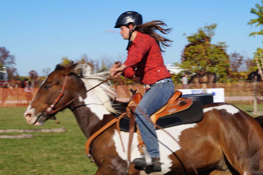 Horses at the Fair
