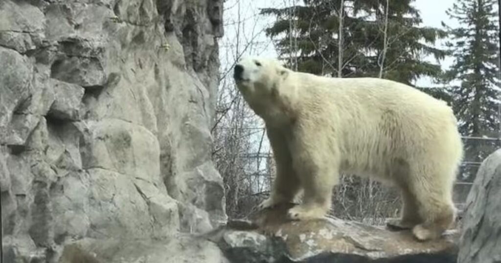 Cochrane Polar Bear Habitat (Cochrane)