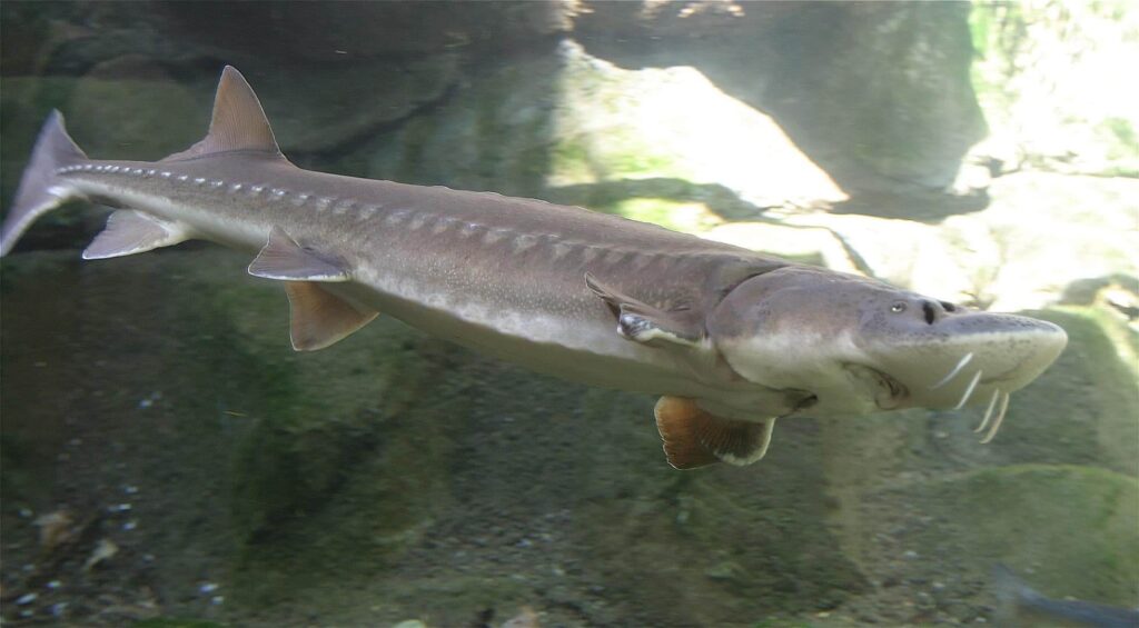Sturgeon Fishing on the Ottawa River - Fishing Ontario's Fivers