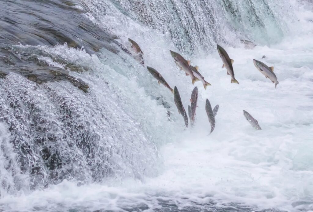 Fish Going Up a Fish Ladder - Ontario’s Waterfalls and Fishways