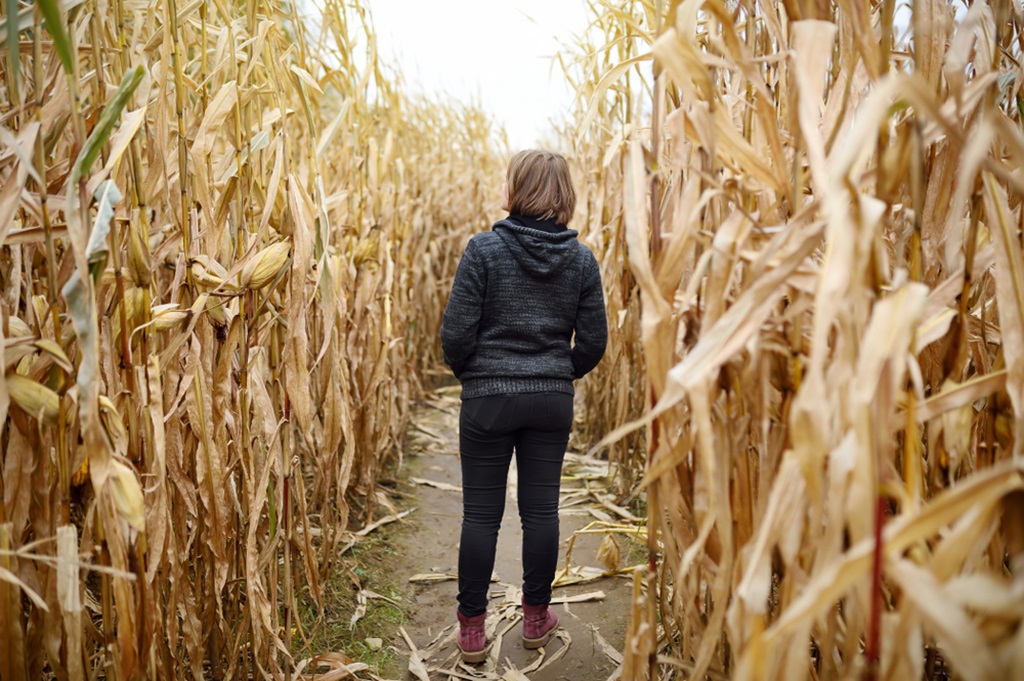 Through the Corn Maze