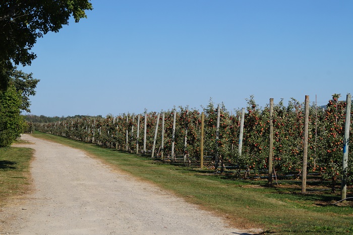 One of the many Blue Mountain apple orchards