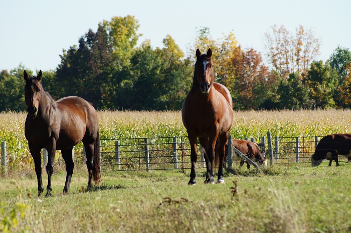 Farm horses