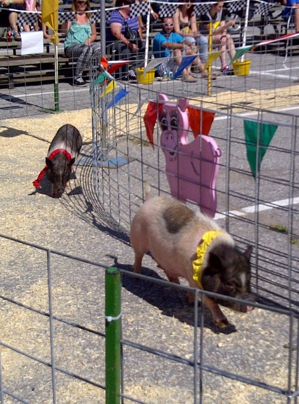 the pig race at Agricultural Fairs