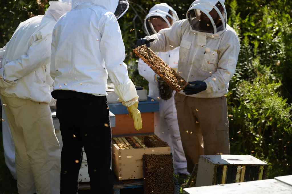 Collecting honey