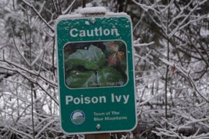 Watch out for the Poison Ivy!