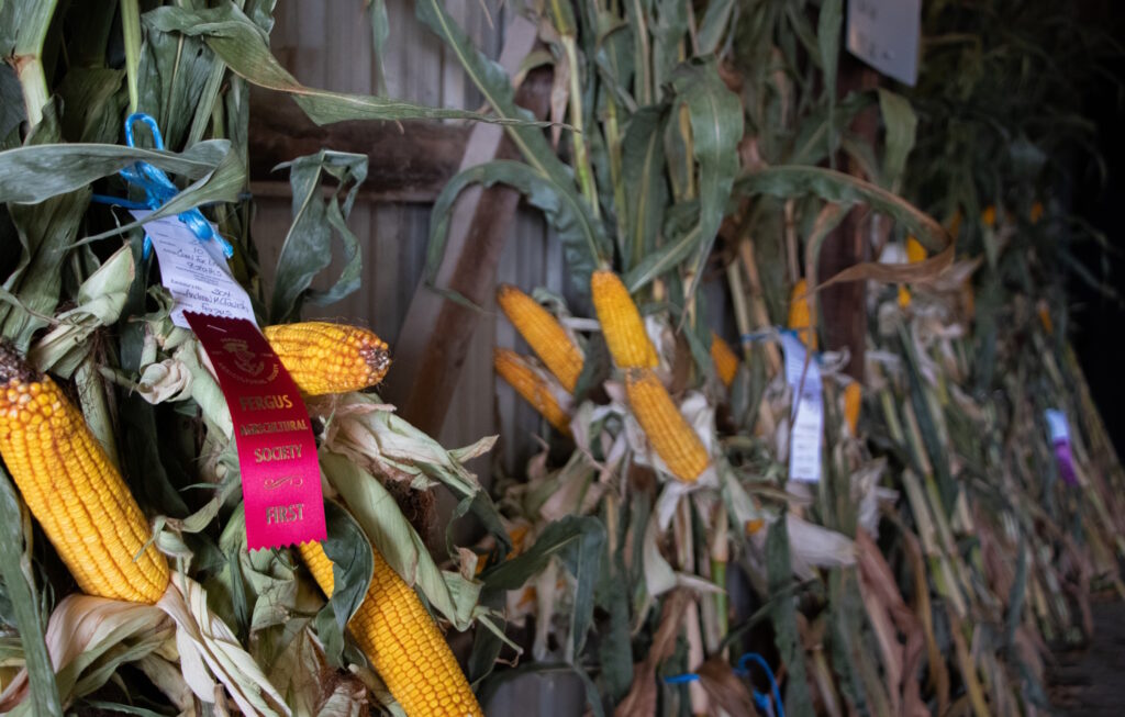 Fall Harvest winner