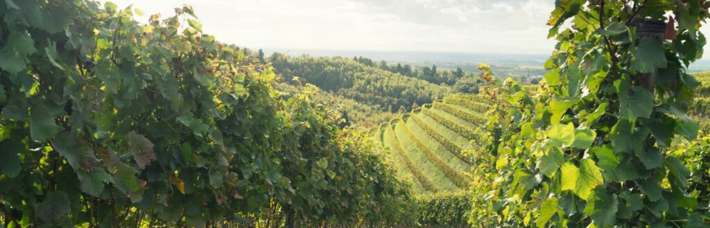 The beautiful landscape of Niagara Region wines