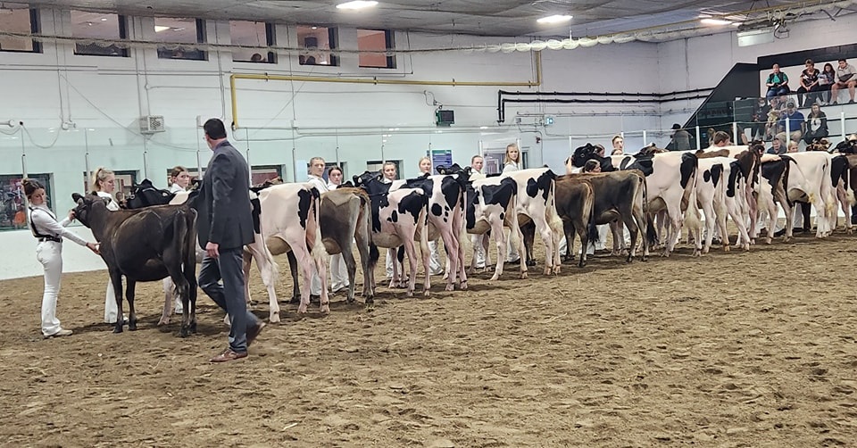 Cow judging at the Metcalfe Fair