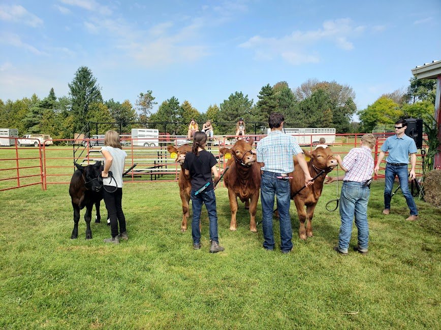 Judging the cows